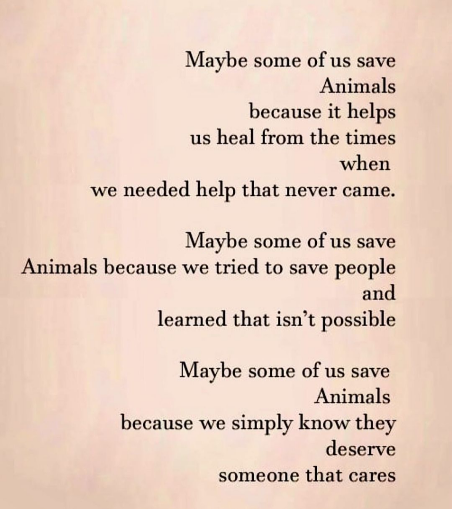 Maybe some of us save

Animals

because it helps

us heal from the times

when

we needed help that never came. Maybe some of us save

Animals because we tried to save people and

learned that isn’t possible Maybe some of us save

Animals because we simply know they deserve

someone that cares 